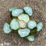 Haworthia Fountain of Our Lady - Image 2