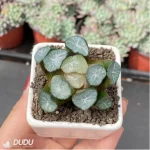 Haworthia Fountain of Our Lady - Image 3