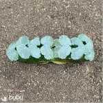 Haworthia Messy hair