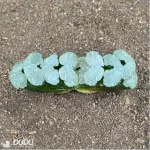 Haworthia Messy hair - Image 2