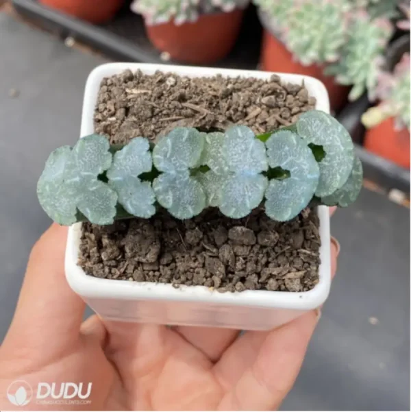 Haworthia Messy hair - Image 3