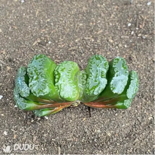 Haworthia Fuyu - Image 1