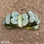 Haworthia Oniwa Inazuma