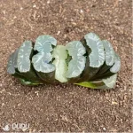 Haworthia Oniwa Inazuma - Image 2