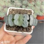 Haworthia Oniwa Inazuma - Image 3