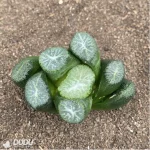 Haworthia Carpenter's sister - Image 2