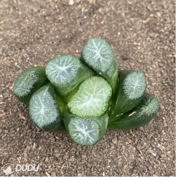 1756114584-2-1777.webp Haworthia Carpenter's sister - Image 2