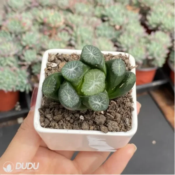 1756114585-3-397.webp Haworthia Carpenter's sister - Image 3