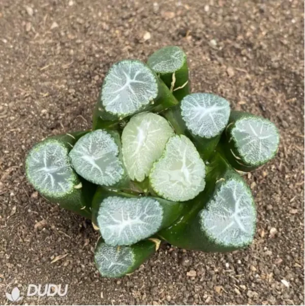 Haworthia Yamamoto - Image 1