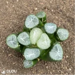 Haworthia Yamamoto - Image 2