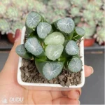 Haworthia Yamamoto - Image 3