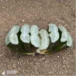 Haworthia Saifuji - Image 2