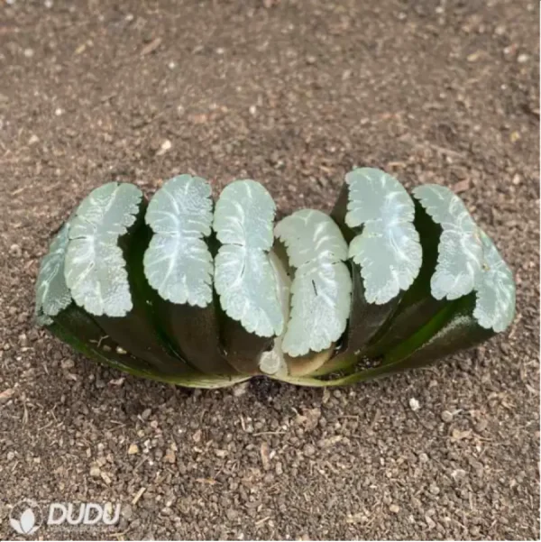 Haworthia Saifuji - Image 2