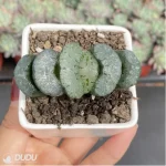 Haworthia Wu Zetian - Image 3