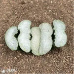 Haworthia Fly - Image 2