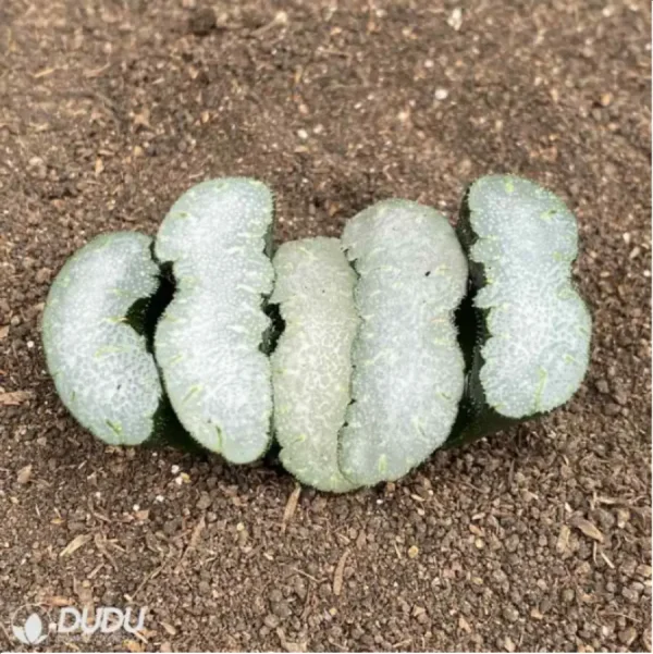 Haworthia Fly - Image 2