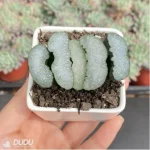 Haworthia Fly - Image 3