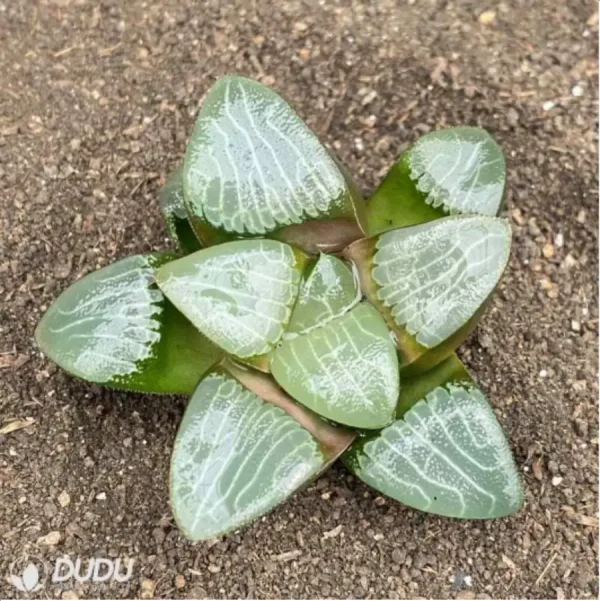 Haworthia Aike - Image 1