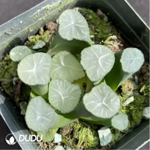 Haworthia mooncup - Image 1