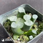 Haworthia mooncup - Image 2