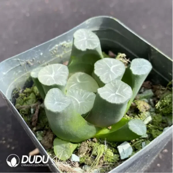 Haworthia mooncup - Image 2