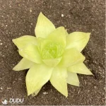 Haworthia Euryops pectinatus 'Viridis' - Image 2