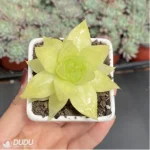 Haworthia Euryops pectinatus 'Viridis' - Image 3