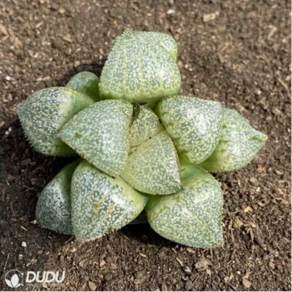 Haworthia Pretty in Pink - Image 1