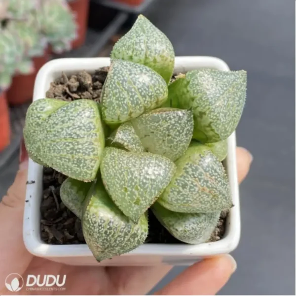 Haworthia Pretty in Pink - Image 3
