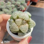 Haworthia Pearl and silver - Image 3