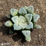 Haworthia Dancing on Ice