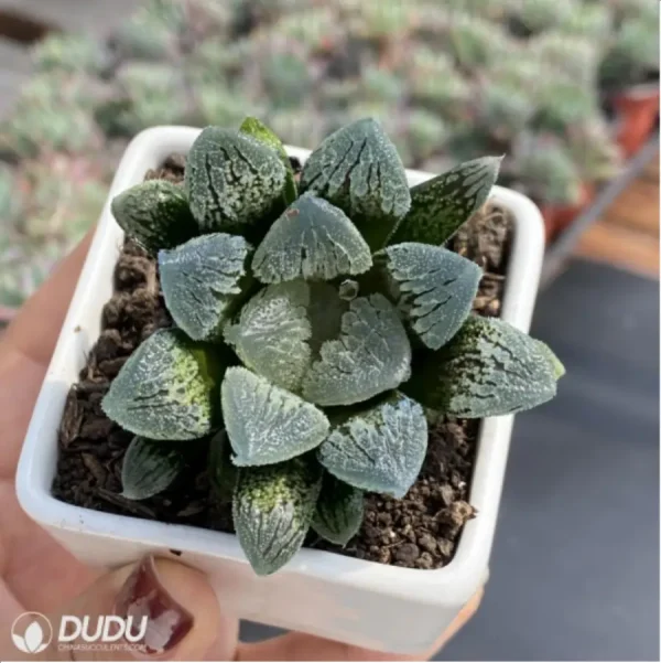 Haworthia Dancing on Ice - Image 3