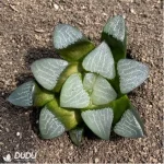 Haworthia Dragon light