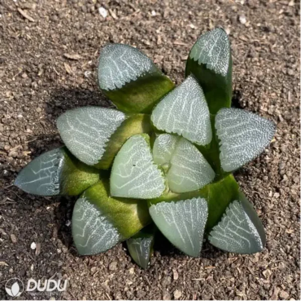 Haworthia Dragon light - Image 2