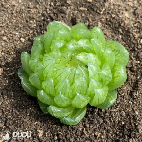 Haworthia cymbiformis var. transiens - Image 1