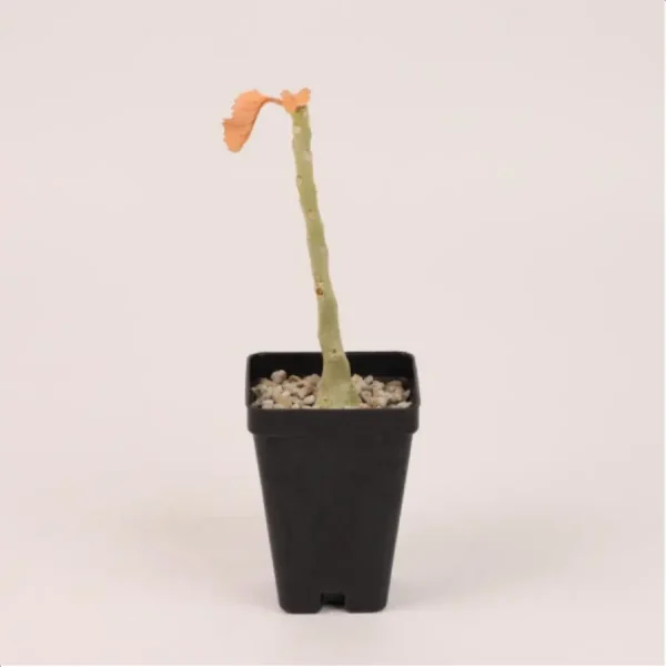 1756114635-1-2708.webp Dorstenia gypsophylla - Image 1