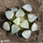 Haworthia fire phoenix - Image 2