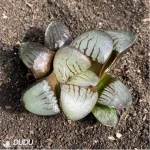 Haworthia Demon Realm