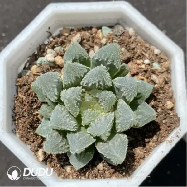 1756114641-1-1366.webp Haworthia White God City - Image 1