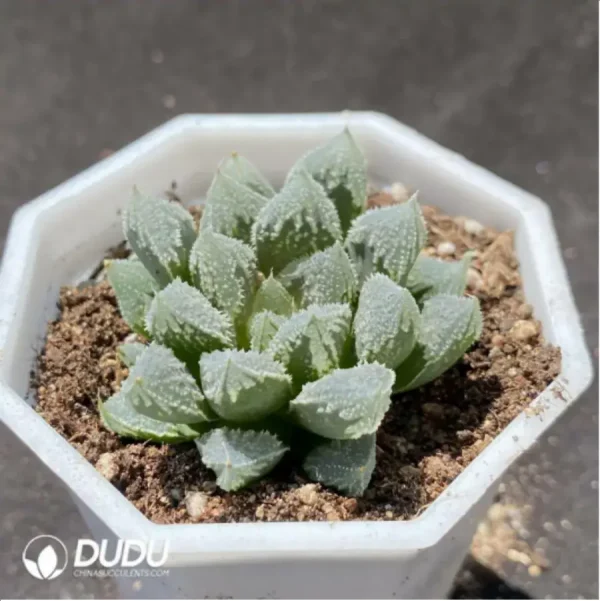 1756114642-2-859.webp Haworthia White God City - Image 2