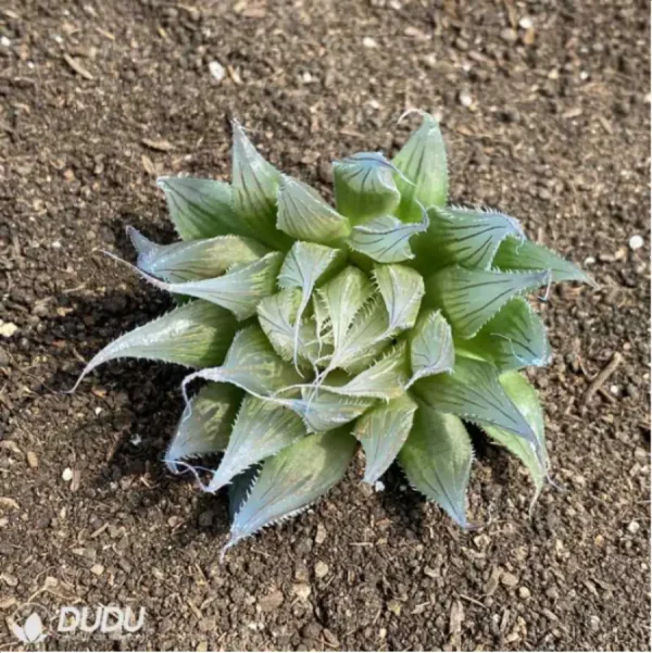 Haworthia Needle Tubing - Image 2