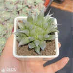 Haworthia Needle Tubing - Image 3