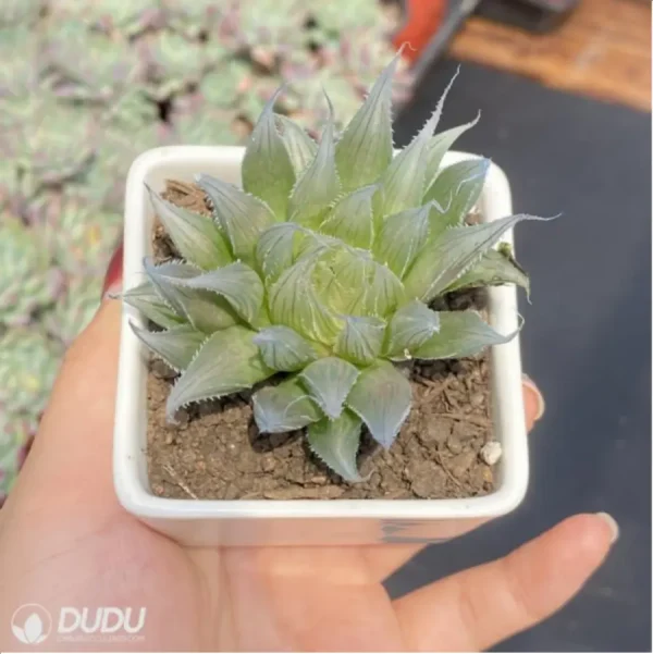 Haworthia Needle Tubing - Image 3