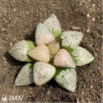 Haworthia Ruby
