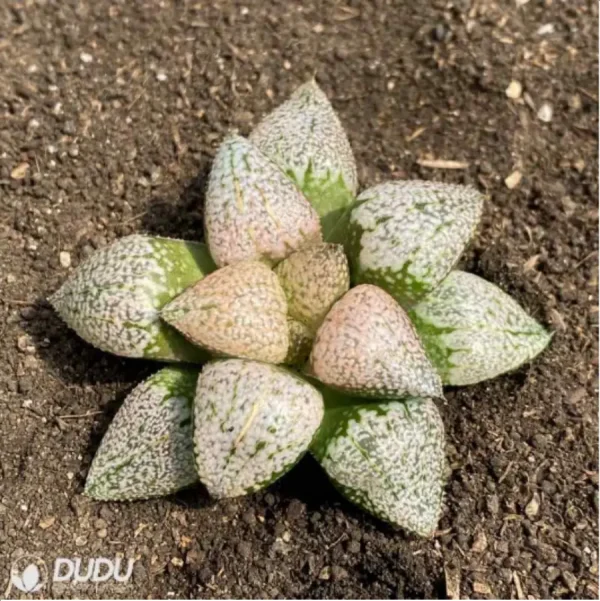 Haworthia Ruby - Image 1