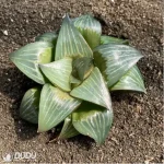 Haworthia Xishan magnifica - Image 2