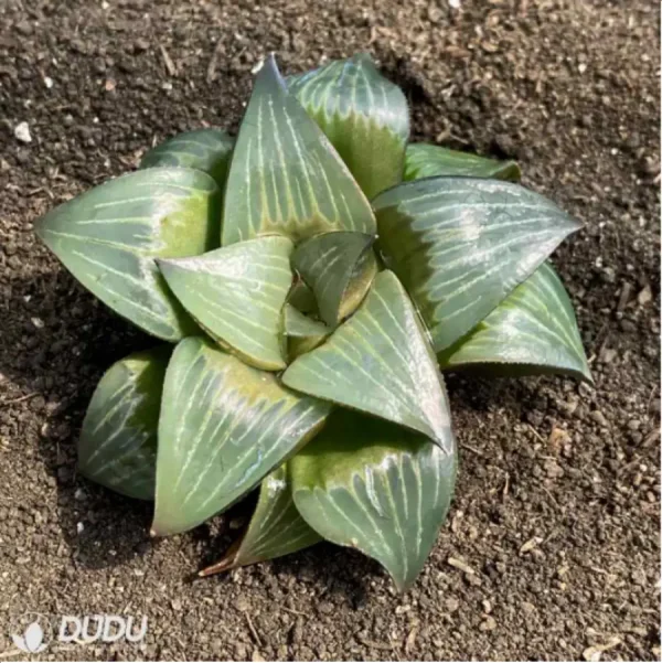 Haworthia Xishan magnifica - Image 2
