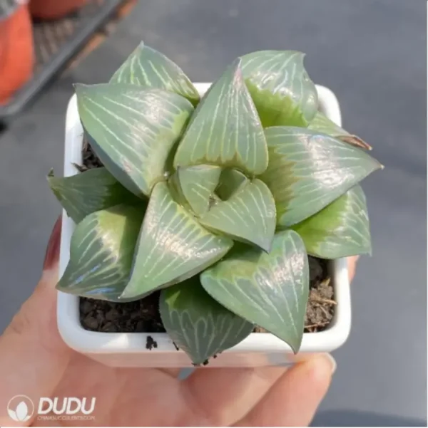 Haworthia Xishan magnifica - Image 3