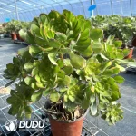 Aeonium Butterflies Clustering - Image 3