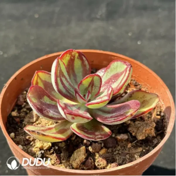 1756114665-2-1609.webp Echeveria nodulosa - Image 2
